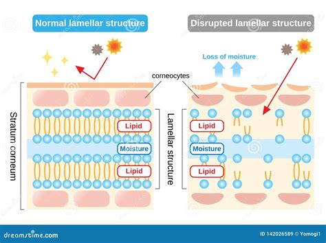 Stratum Corneum Stock Illustrations – 281 Stratum Corneum Stock ...