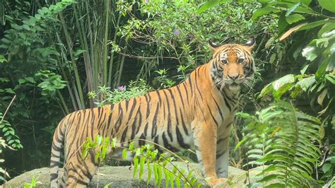 Night Safari welcomes 2 critically-endangered Malayan tiger cubs, first ...