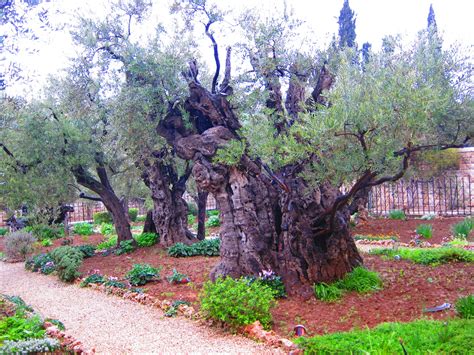 What Is Garden Of Gethsemane | Fasci Garden