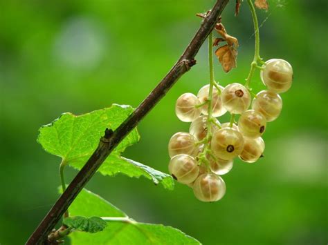 Gorgeous Gooseberries: A Go-to-Guide on How to Grow Them - Garden and Happy