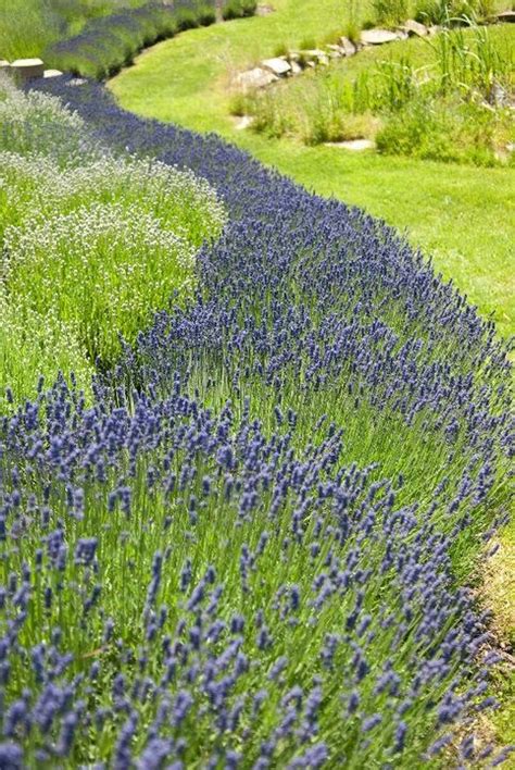 33 best images about Landscaping with Lavender on Pinterest