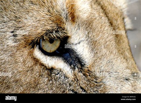 Lion eyes - close-up (wild Stock Photo - Alamy