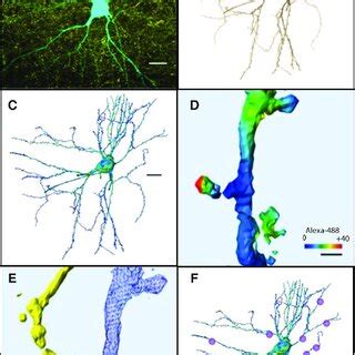 Reconstruction process from confocal imaging for identification and ...