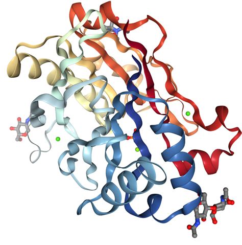 DNase I Protein Overview: Sequence, Structure, Function And, 40% OFF