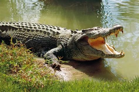 Giant crocodile traps tourist on remote Australian island for TWO WEEKS - Mirror Online