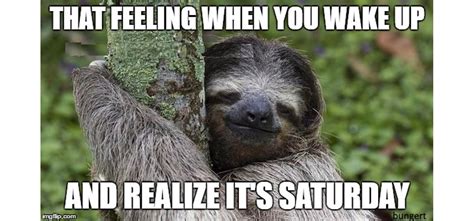 The 8 Best Sloth Memes