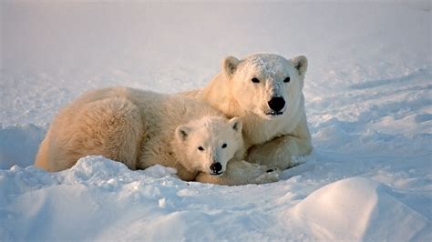 Polar Bear photos, facts, and map | Polar bear, Polar bear facts, Polar