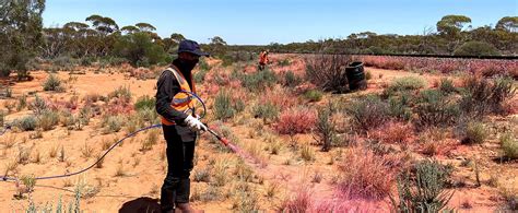 Landscape South Australia - Alinytjara Wilurara | Buffel Grass