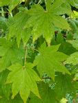Buy Acer sieboldianum 'Seki no kegon' Weeping Japanese Maple — Mr Maple │ Buy Japanese Maple Trees