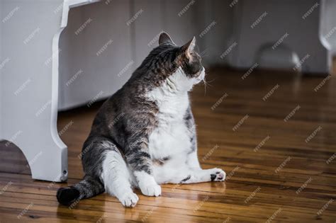 Premium Photo | Funny fat cat sitting in the kitchen