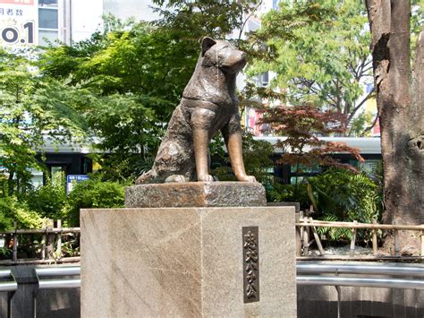 Bronze Statue Of Japanese Dog Hachiko Sitting On Marble - Hachiko Statue - 1920x1440 Wallpaper ...