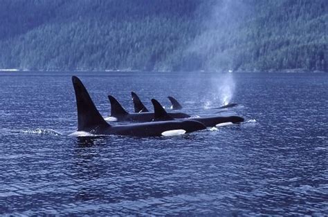 Killer whale / Orca Pod members resting together (Photos Framed, Prints,...) #651996