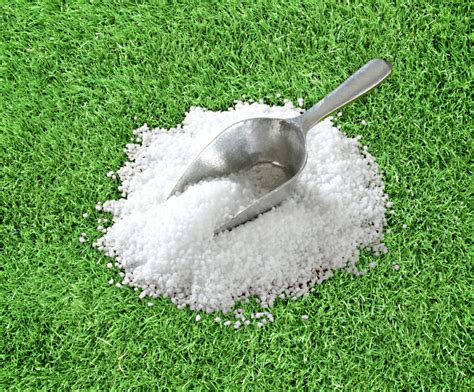 Epsom Salt, Baby Shampoo And Beer Help Your Grass Grow?