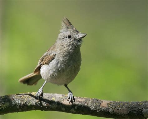 Birds: Oak Titmouse