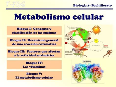 Metebolismo celular | Metabolismo celular, Metabolismo, Libros gratuitos