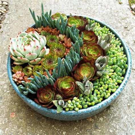 Santa Barbara Succulent Art — Succulent Dish Gardens | Succulent&Cacti ...