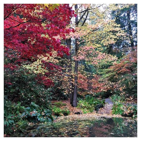 Seattle's Washington Arboretum in full Fall colors. I took this photo on a recent trip to the ...