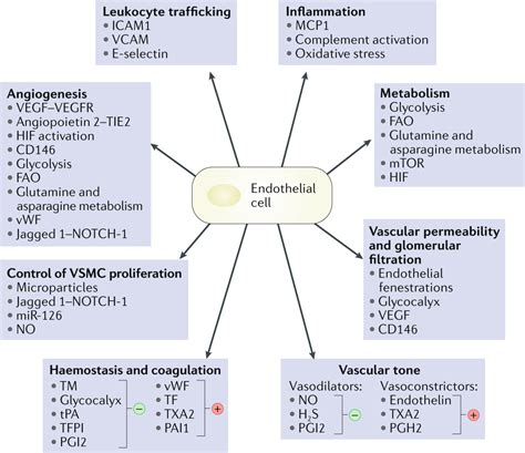 Endothelium structure and function in kidney health and disease Urolog