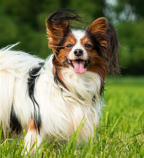 Papillon Dog Breed