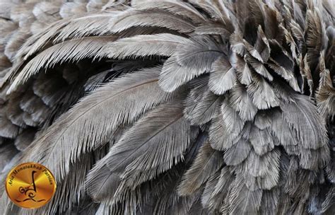 Ostrich Feathers