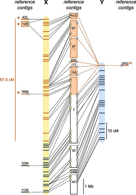 The Hydractinia X and Y linkage groups and sequences. Genomic positions ...