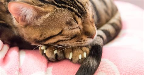 Cat Claw Cap FAQ - Are Cat Nail Caps Safe? | EraPets