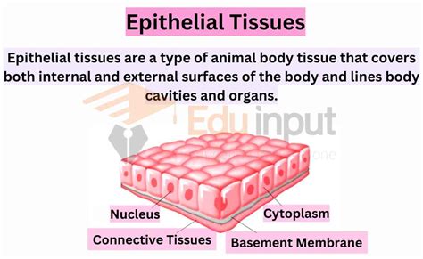 Epithelial Tissue Characteristics Types And Functions