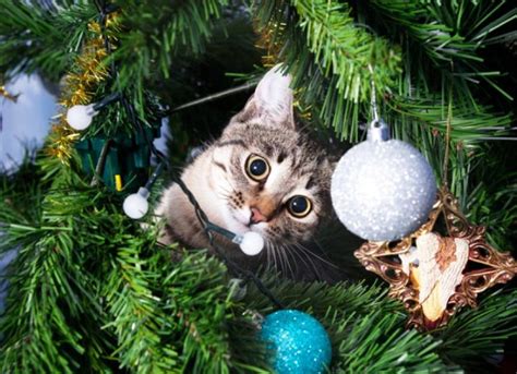 How to Keep Cats Out of the Christmas Tree | PetMD