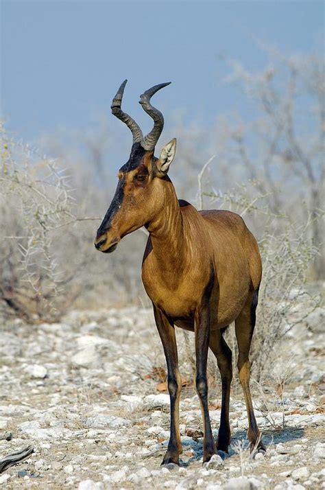 Red Hartebeest Photograph by Tony Camacho/science Photo Library - Pixels