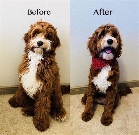 65 dogs visit the groomer and their before and after photos are dramatically different 65 ...