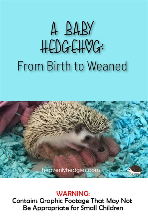 A Baby Hedgehog: From Birth to Weaned - Heavenly Hedgies