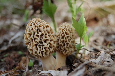 Mid Missouri Morels and Mushrooms: Mushrooms 101: Fall Mushroom Class