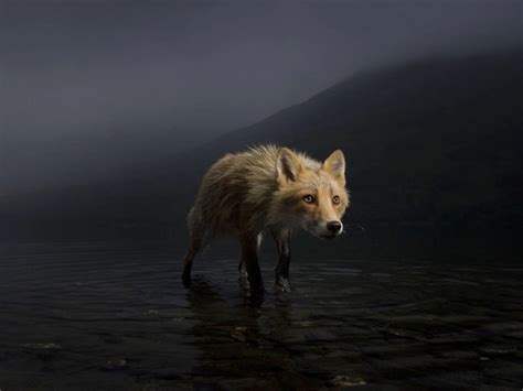 The Winners of the 2021 Wildlife Photographer of the Year