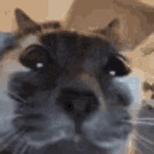 Cat Yes GIF - Cat Yes - Discover & Share GIFs