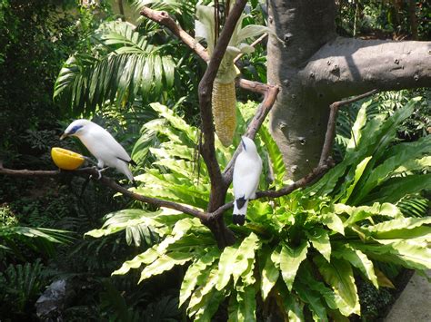 Bali Starling. | Wildlife, Animals, Starling