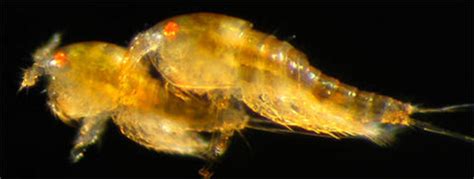 Copepods: Life Cycle - Algae Research Supply