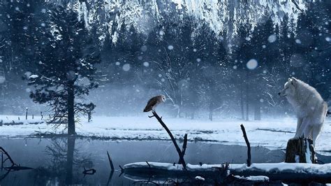 4K Snow Wolf Wallpapers - Top Free 4K Snow Wolf Backgrounds ...