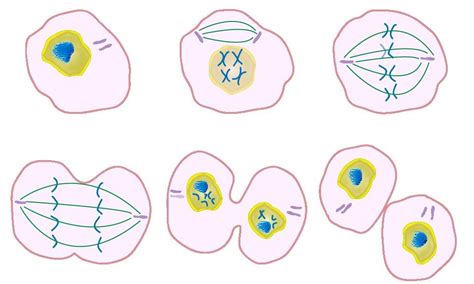 Mitosis Diagram