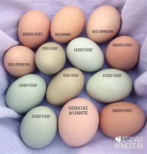 Chicken Egg Colors by Breed - Silver Homestead