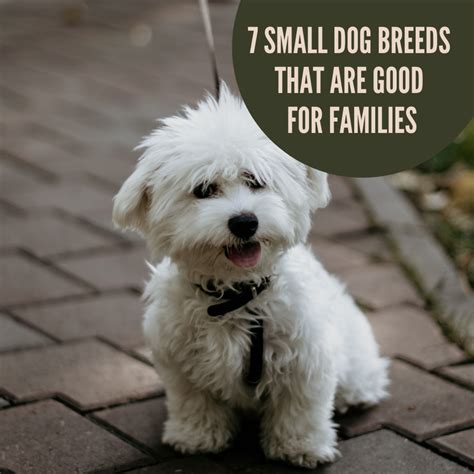 Why Were Small Dogs Breed