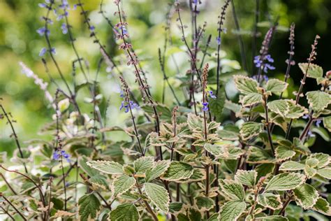 How to Grow and Care for Plectranthus Plants