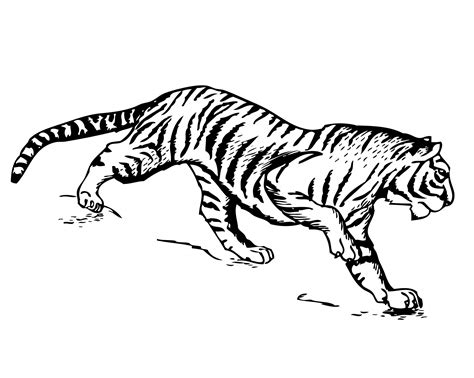 Tiger Clipart Illustration Free Stock Photo - Public Domain Pictures