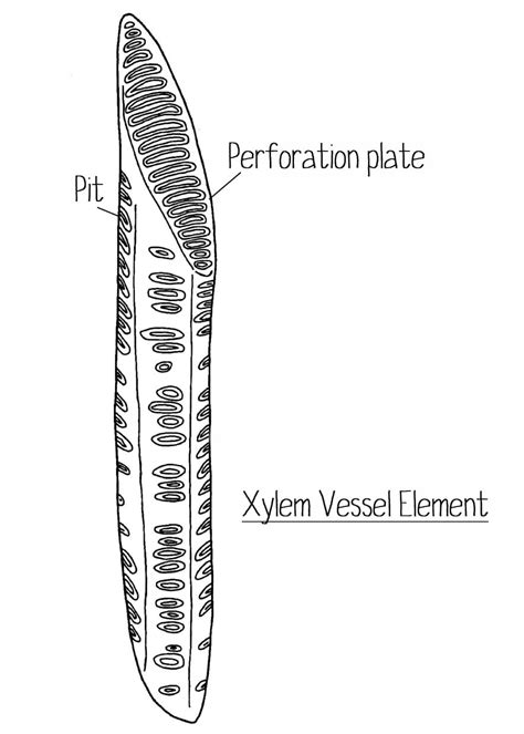 R3101 RHS – Question about Xylem | Edinburgh Garden School