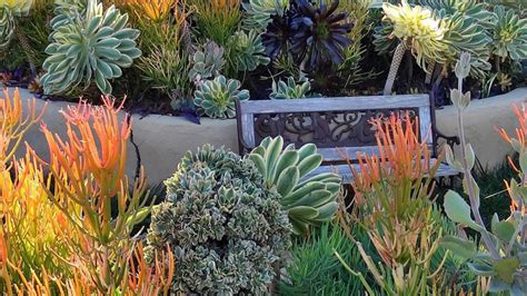 Succulent Garden Design Images | Fasci Garden