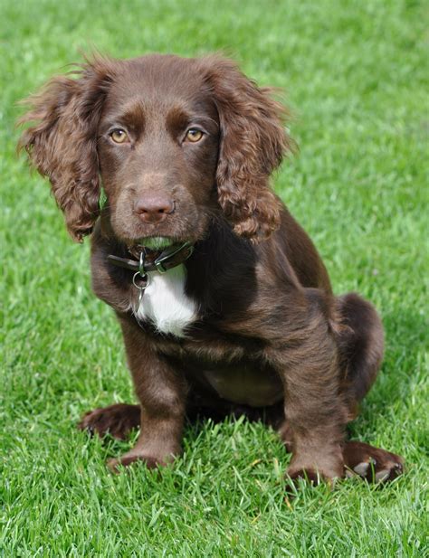 Missy x chocolate cocker spaniel puppy (dream pup pink color) | Dogs, Cocker spaniel puppies ...