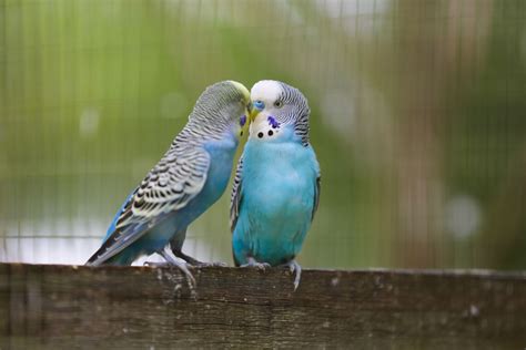 9 Top Blue Parrot Species to Keep as Pets