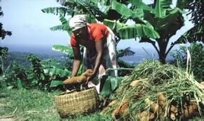 the types of agricultural systems in the caribbean.