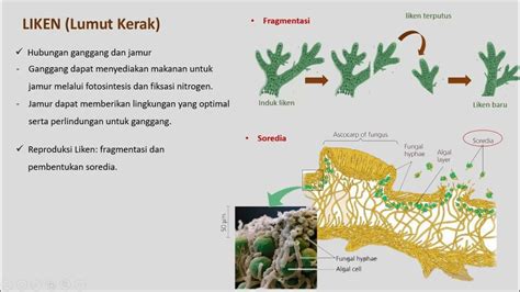 Liken dan Mikoriza (Simbiosis Mutualisme Jamur ) - YouTube