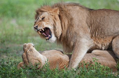 African Lions Panthera Leo Fighting Photograph by Animal Images - Fine Art America