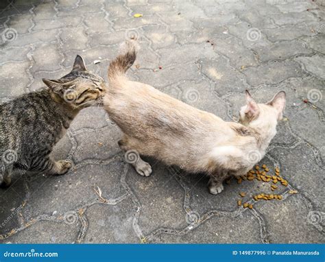 A Male Tabby Cat Smelling At Bottom Of A Female Cream Cat In Mating ...